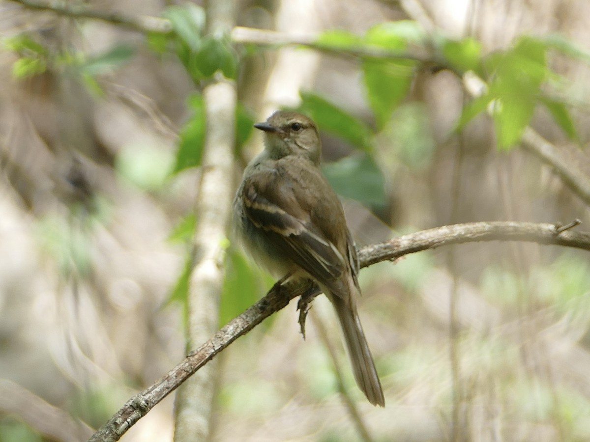 Fuscous Flycatcher (Fuscous) - ML611024658