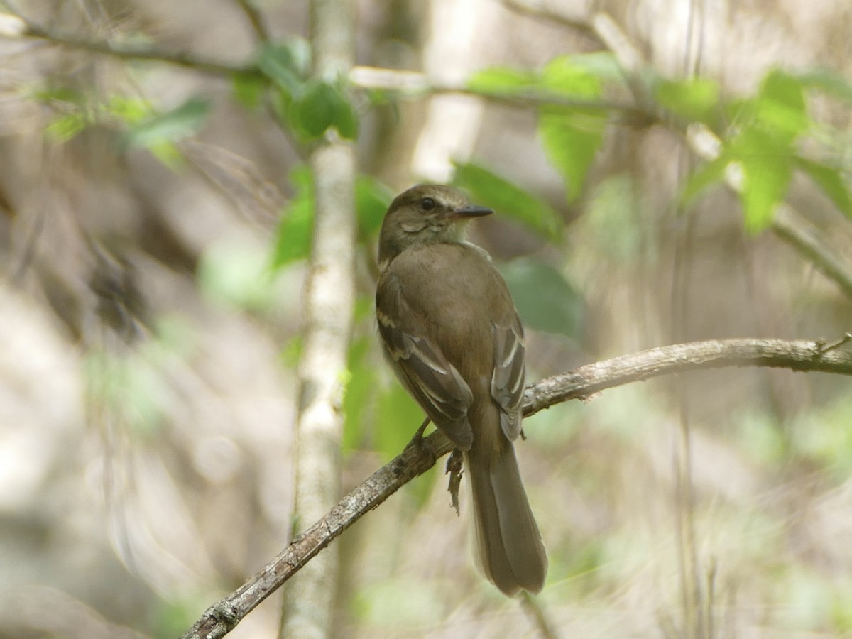 Fuscous Flycatcher (Fuscous) - ML611024660