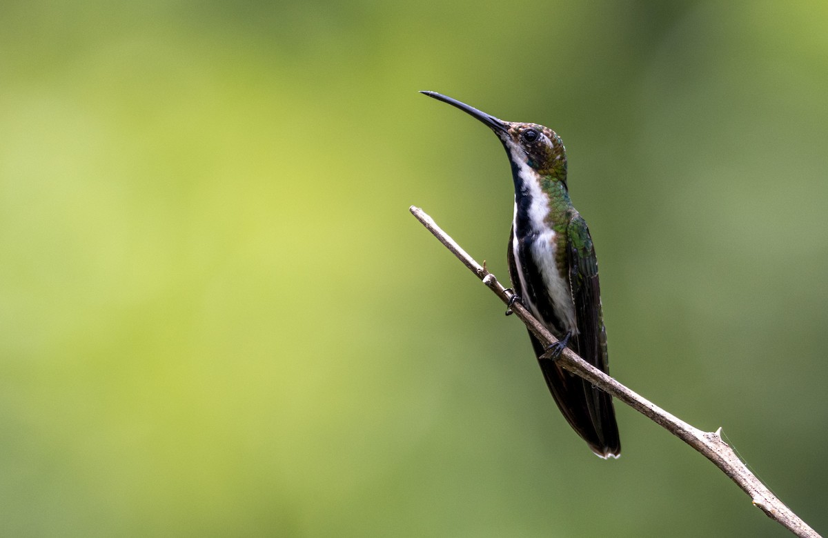 kolibřík tropický - ML611024739