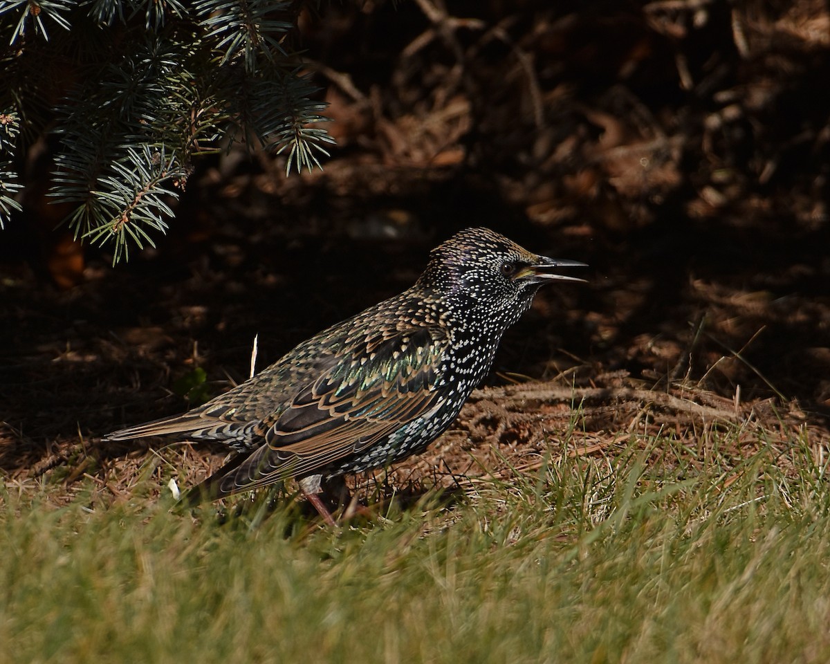 European Starling - ML611024740