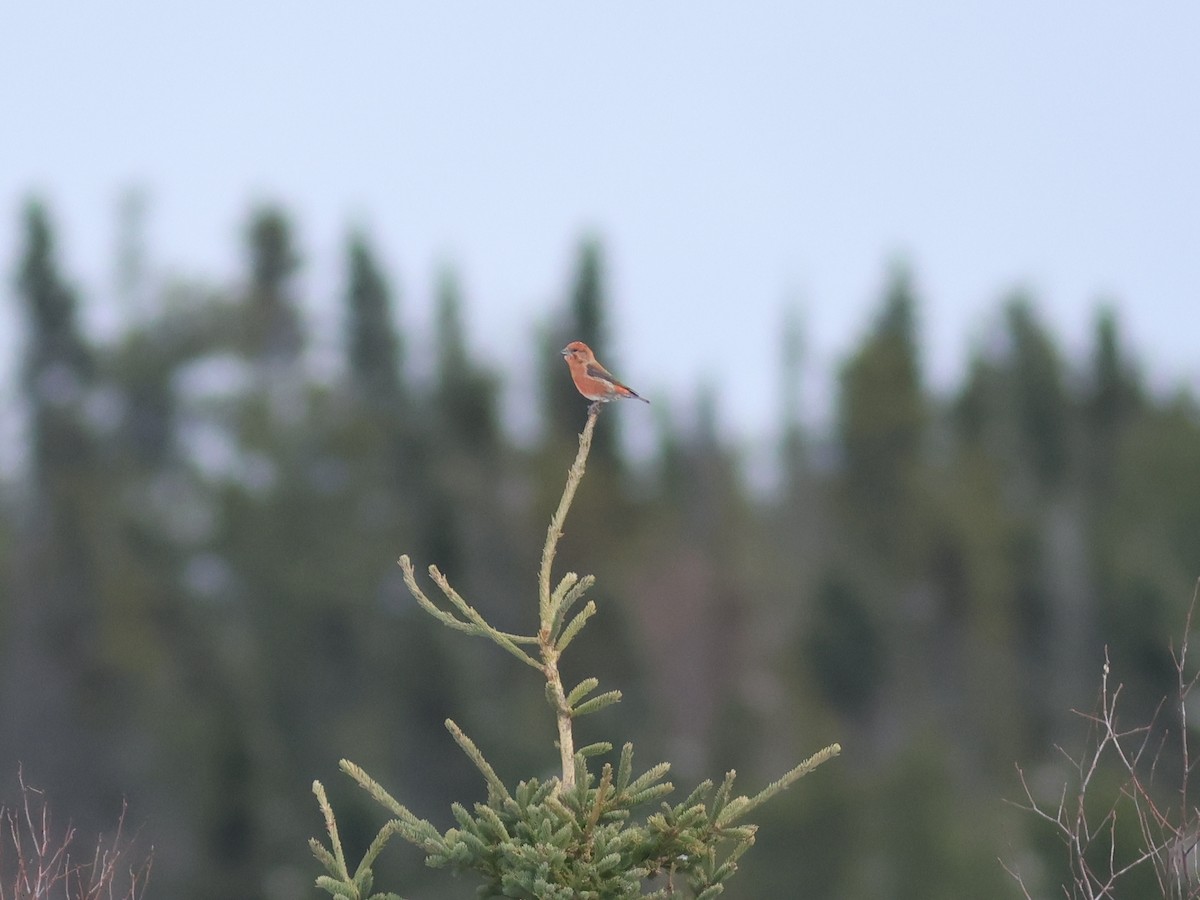 Red Crossbill (Ponderosa Pine or type 2) - ML611025916