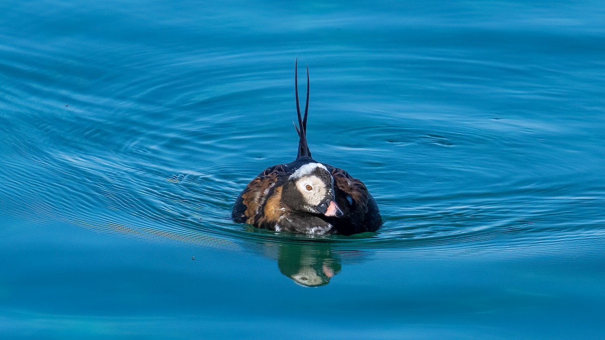 Long-tailed Duck - Charles Francis