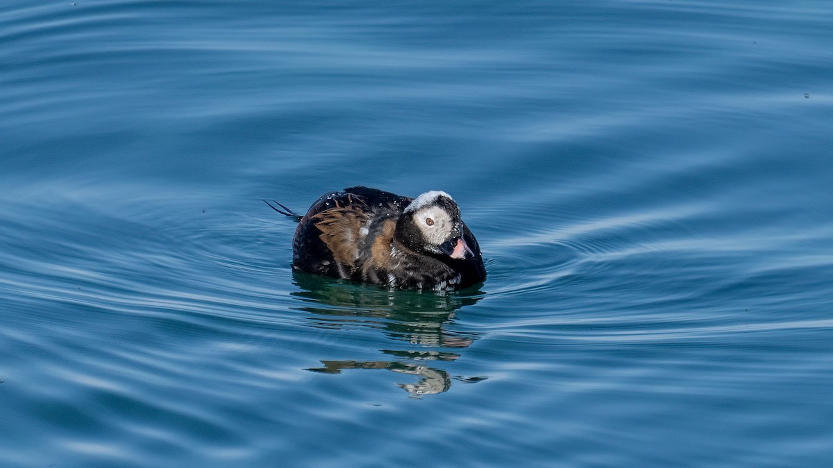 Long-tailed Duck - ML611025936