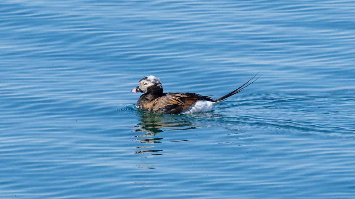 Long-tailed Duck - ML611025937