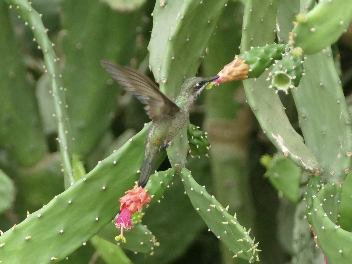 kolibřík fialovolímcový - ML611025993
