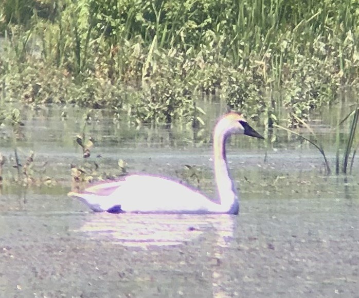 Trumpeter Swan - ML611026006