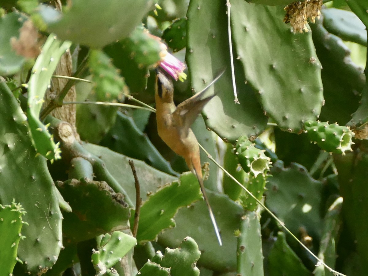 Planalto Hermit - ML611026024