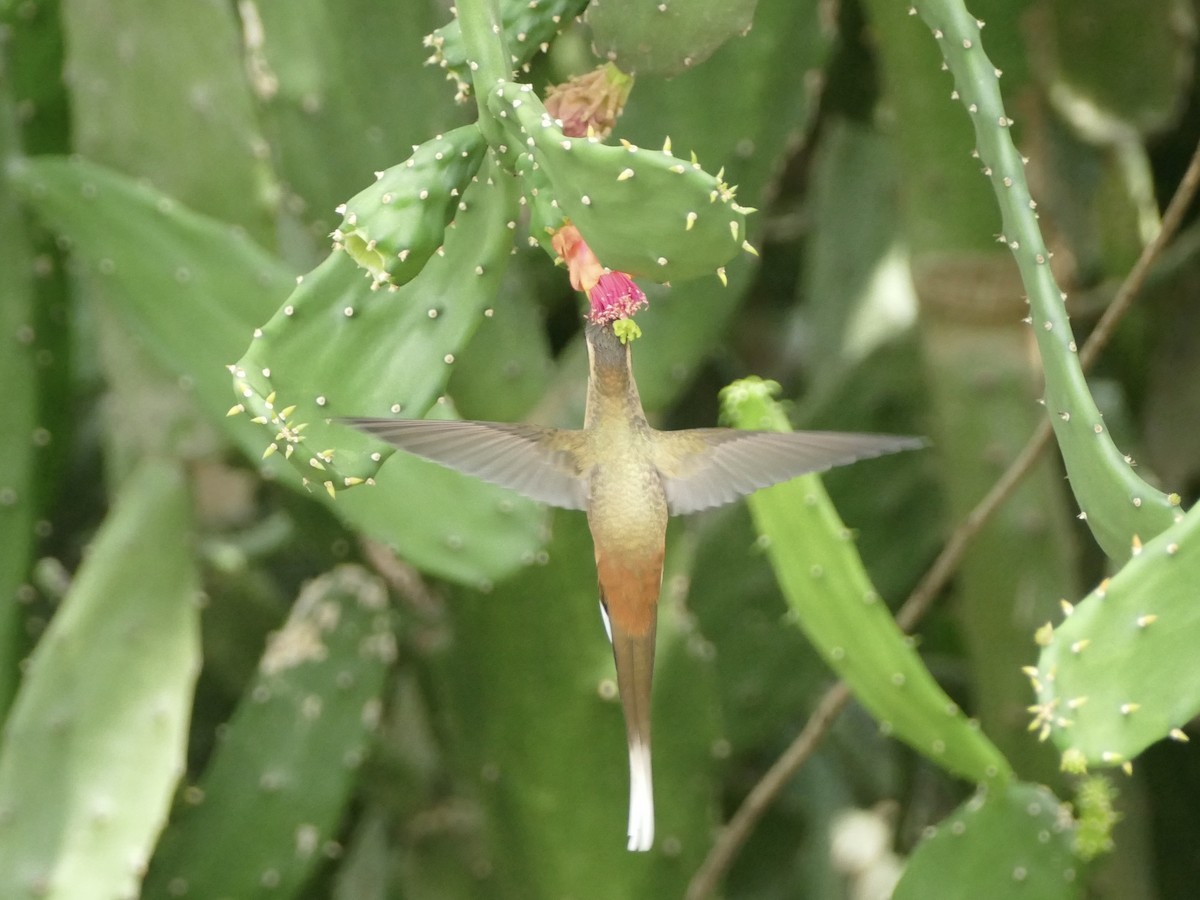 Planalto Hermit - ML611026025