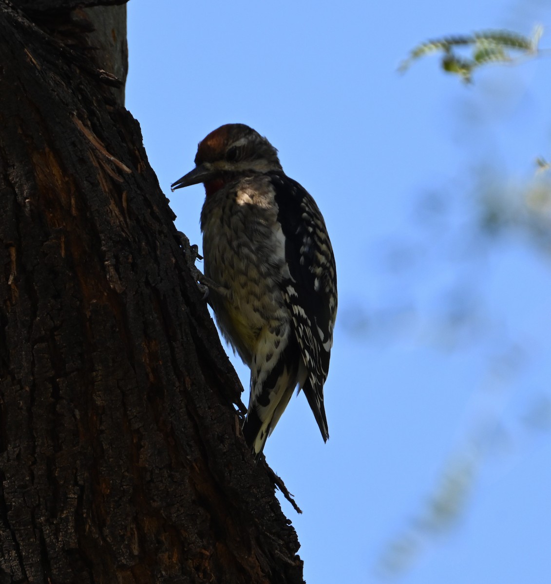 Yellow-bellied Sapsucker - ML611026027