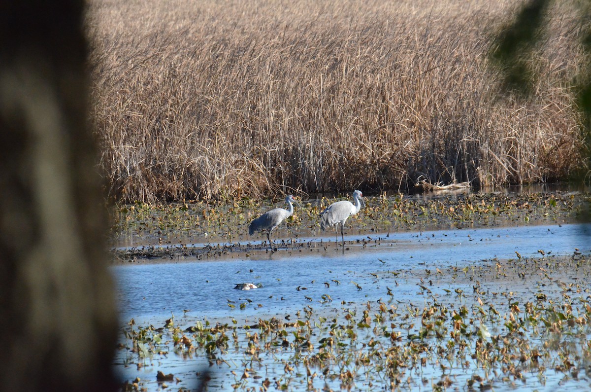 Sandhill Crane - Gaspar Horvath