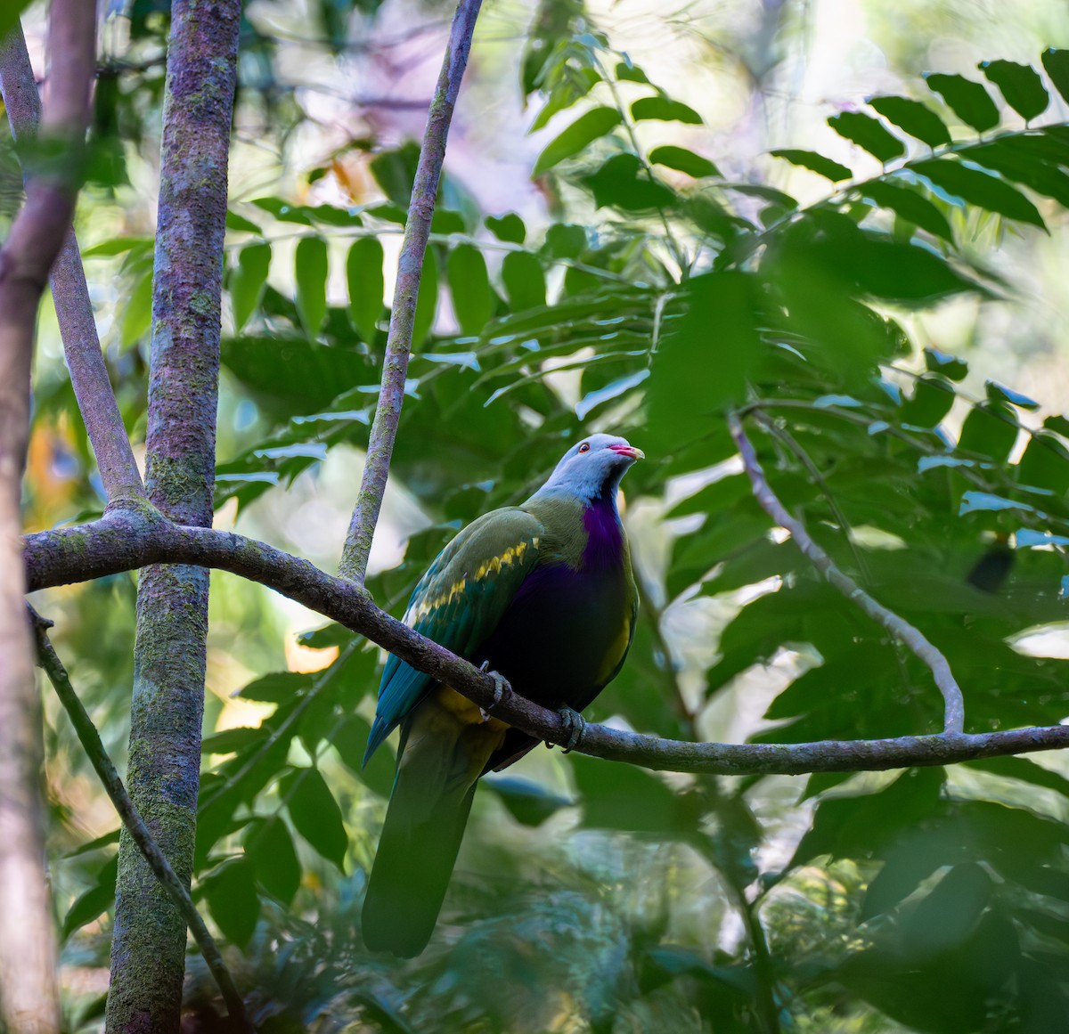 Wompoo Fruit-Dove - ML611026397