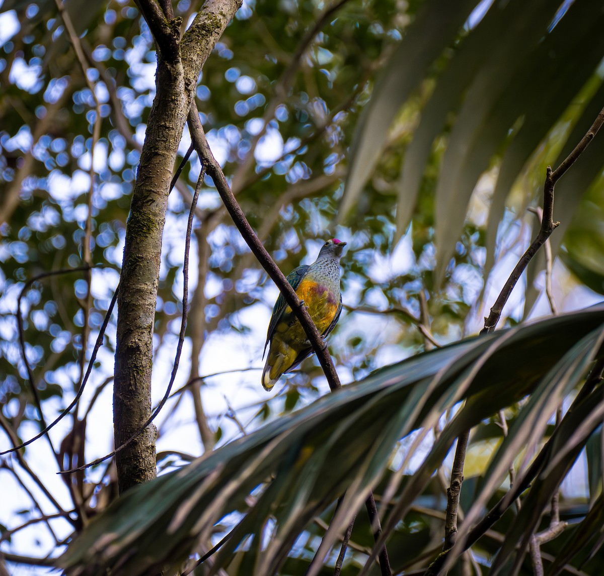 Rose-crowned Fruit-Dove - ML611026414