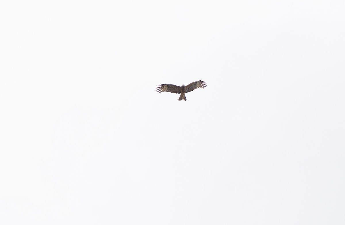 Square-tailed Kite - ML611026445
