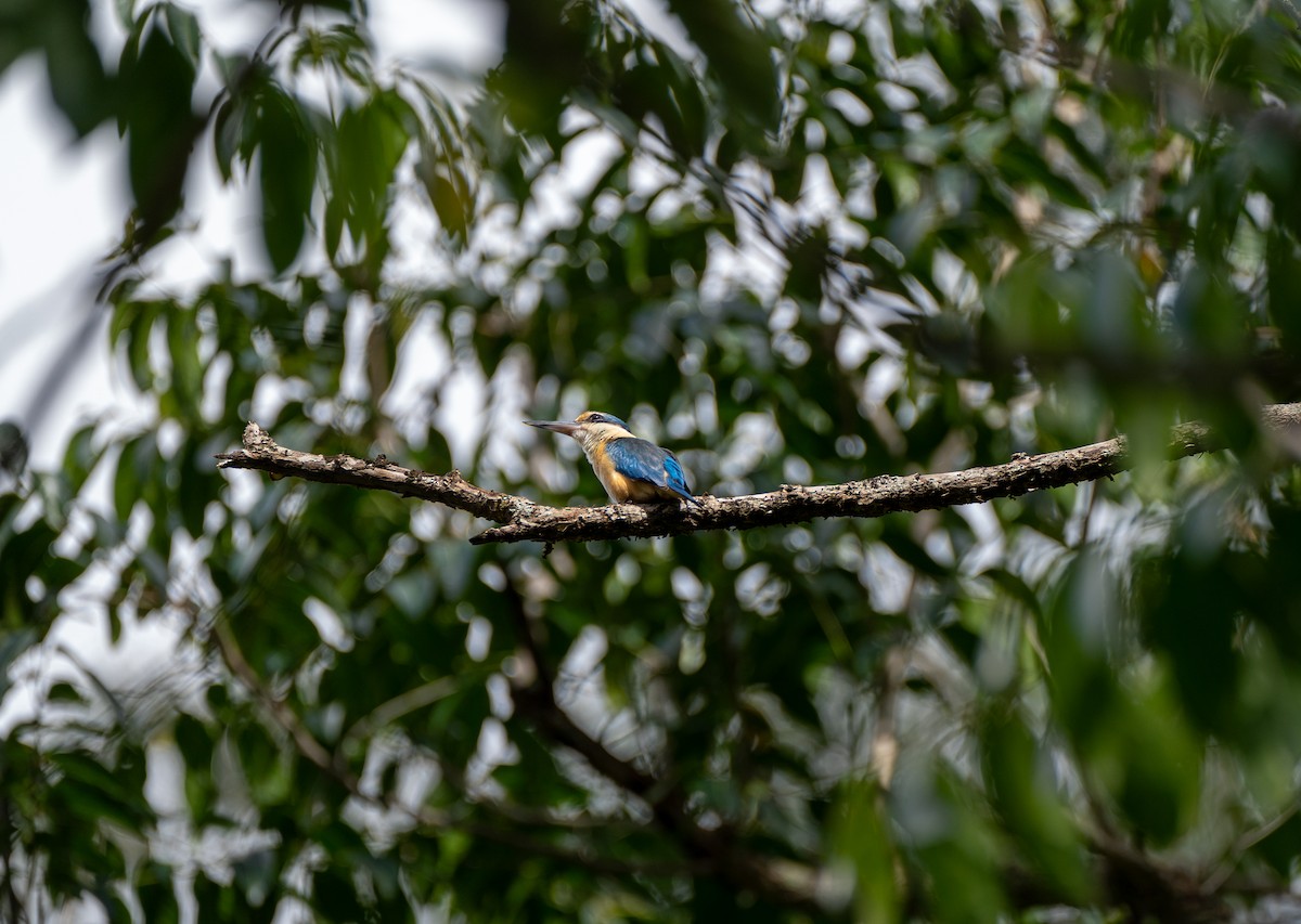 Sacred Kingfisher - ML611026454