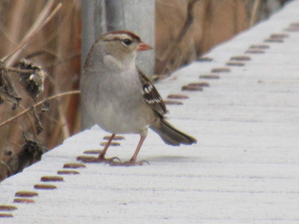 White-crowned Sparrow - Debra Halter
