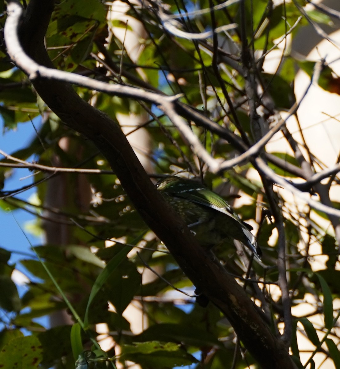 Green Catbird - ML611026466