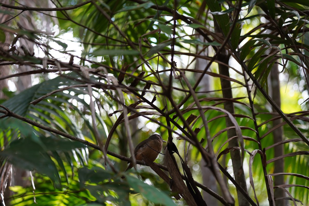 Rufous Shrikethrush - ML611026528