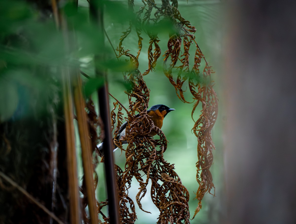 Australian Spectacled Monarch - ML611026543