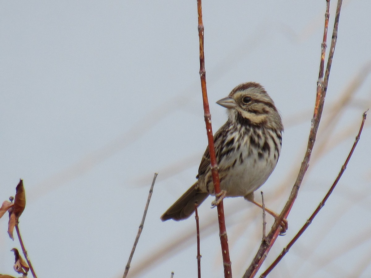 Song Sparrow - ML611026573