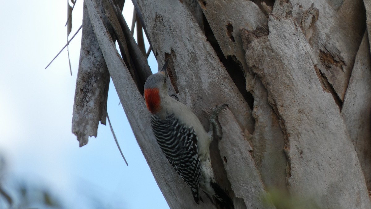 Red-bellied Woodpecker - ML611026601