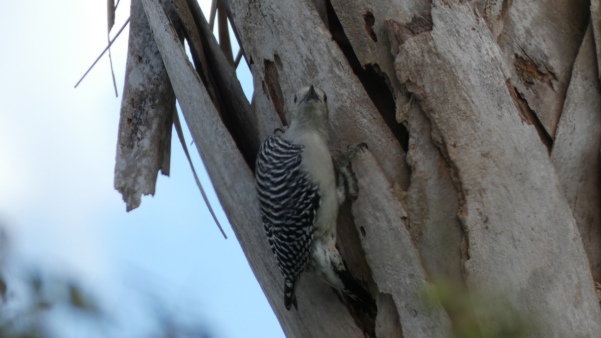 Red-bellied Woodpecker - ML611026602