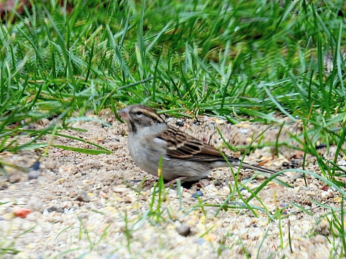Chipping Sparrow - ML611026648