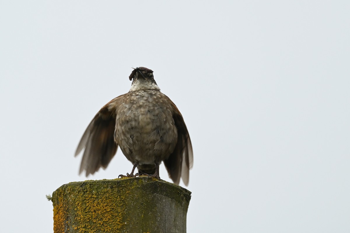 Stout-billed Cinclodes - ML611026699