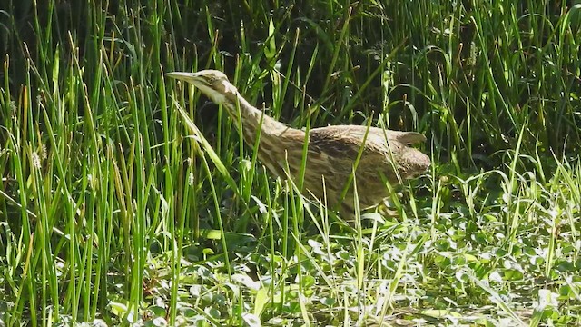 American Bittern - ML611026724