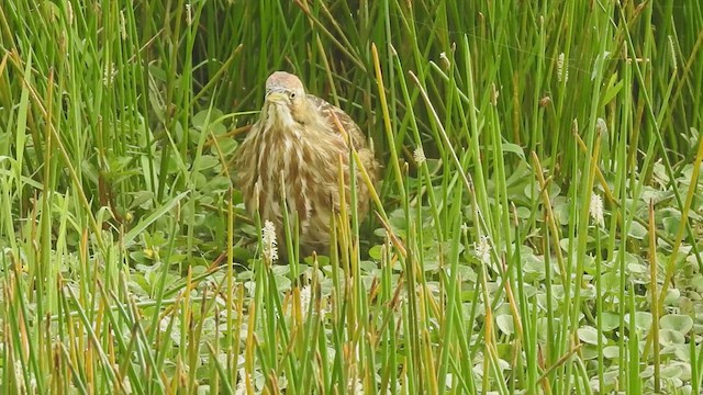 American Bittern - ML611026726