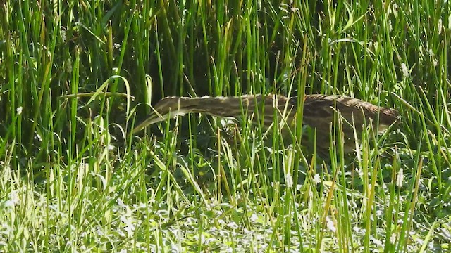 American Bittern - ML611026728