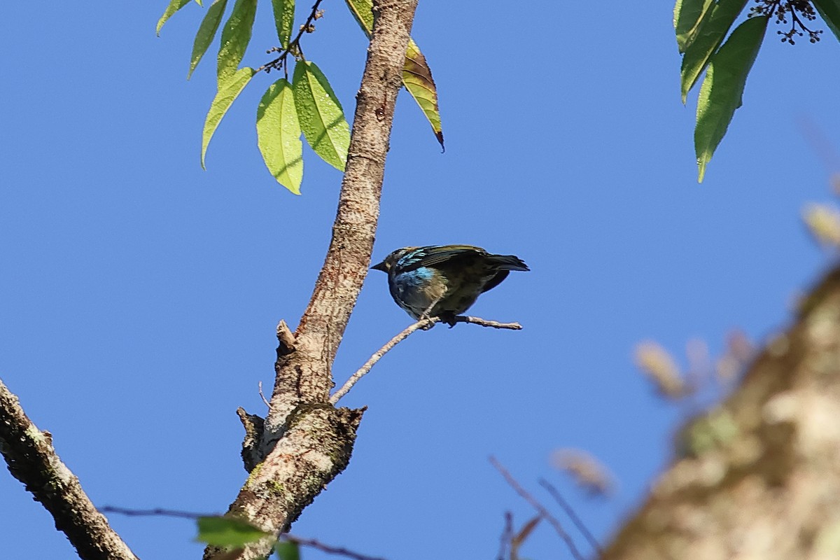 Golden-hooded Tanager - ML611026736