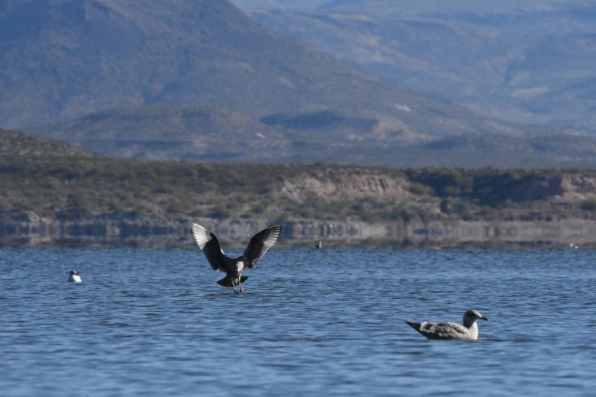 Herring Gull - ML611026754