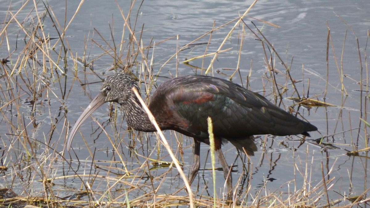 Glossy Ibis - ML611026837