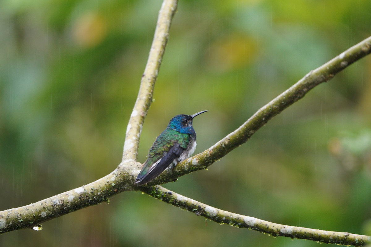 White-necked Jacobin - ML611026838