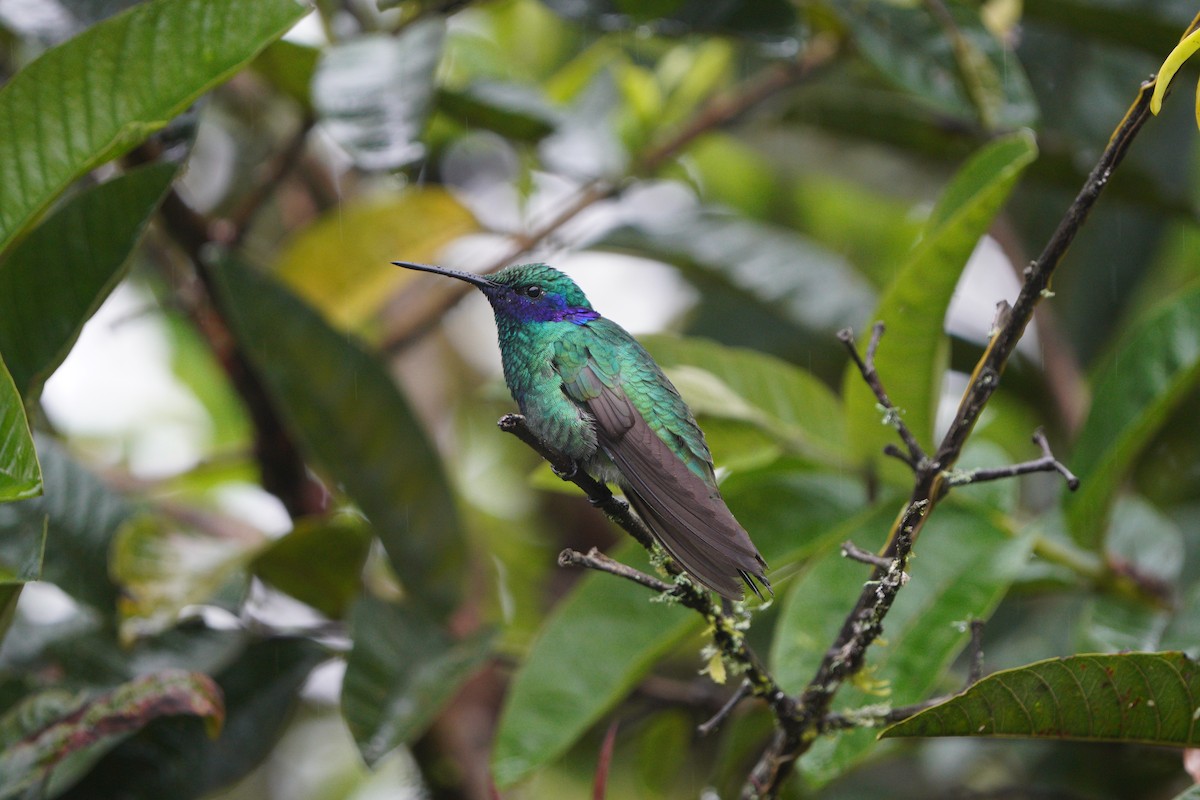 fiolørekolibri - ML611026848