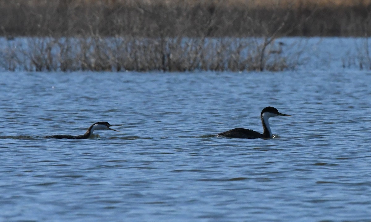 Western Grebe - ML611026853