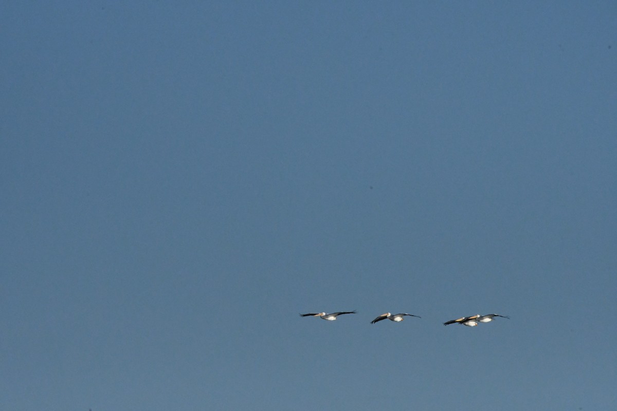 American White Pelican - ML611026896