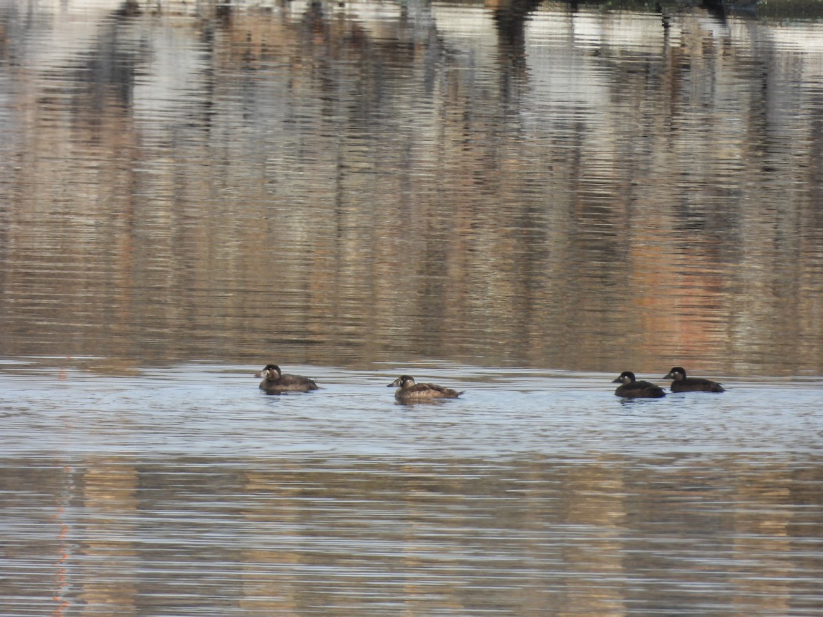 Surf Scoter - ML611026909