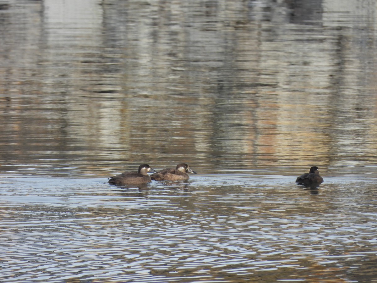 Surf Scoter - ML611026915