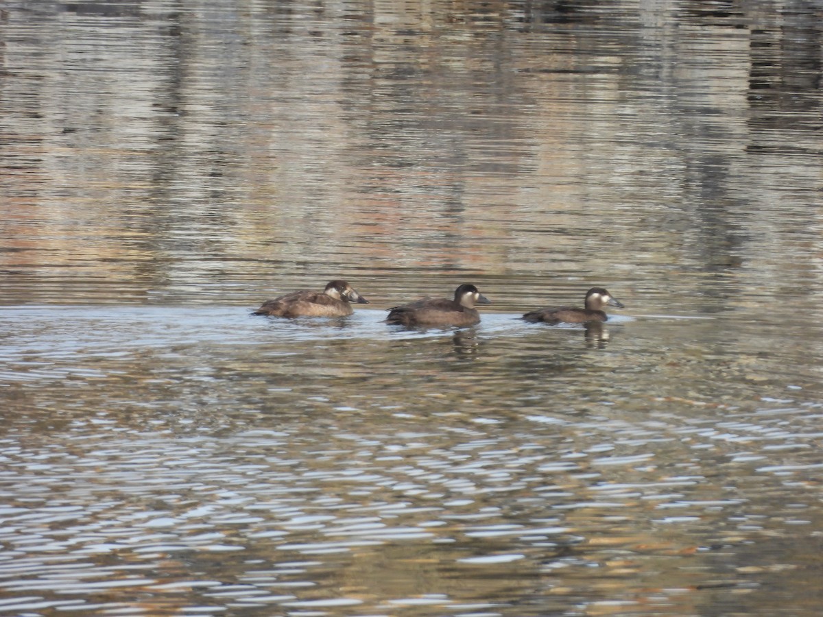 Surf Scoter - ML611026918