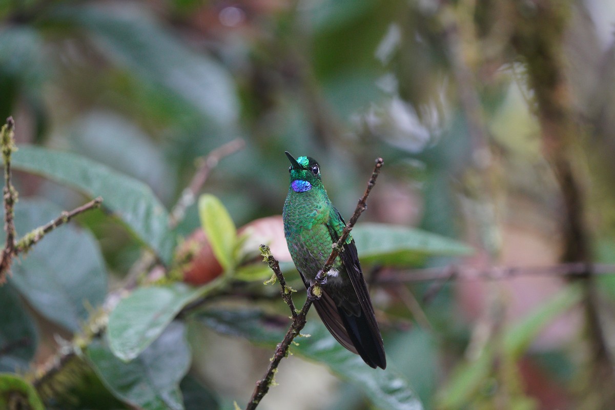 Green-crowned Brilliant - ML611026920