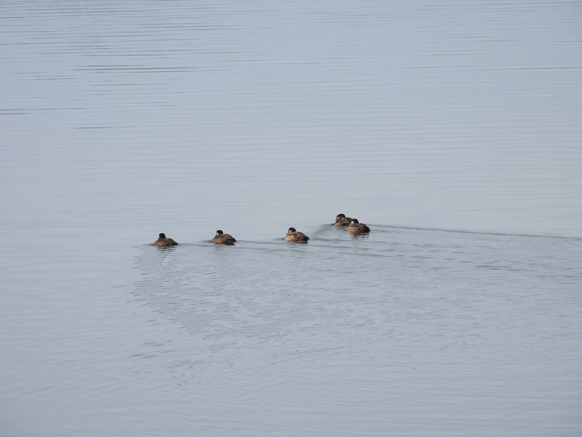 Surf Scoter - ML611026922