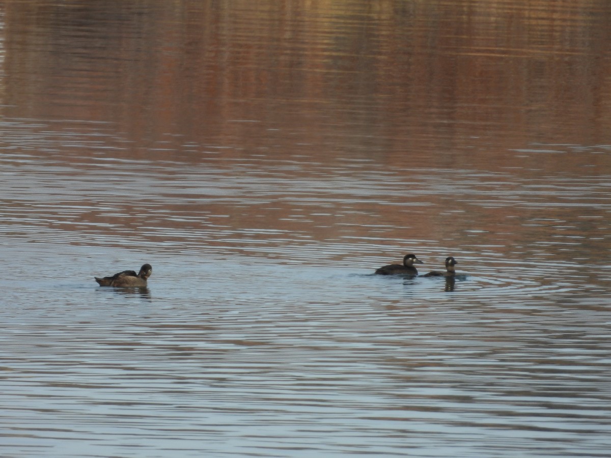 Surf Scoter - ML611026928