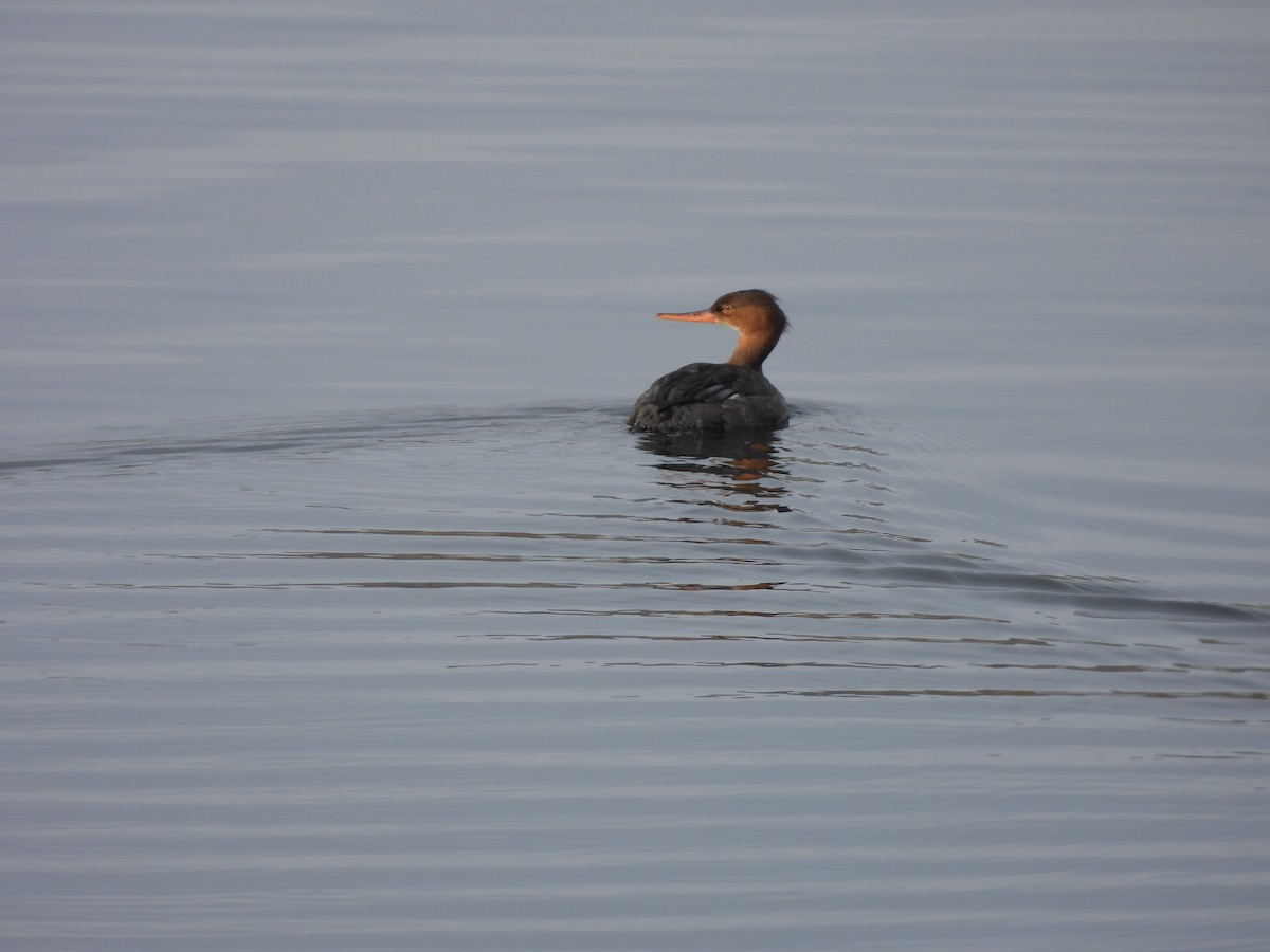 Red-breasted Merganser - Carl Lundblad