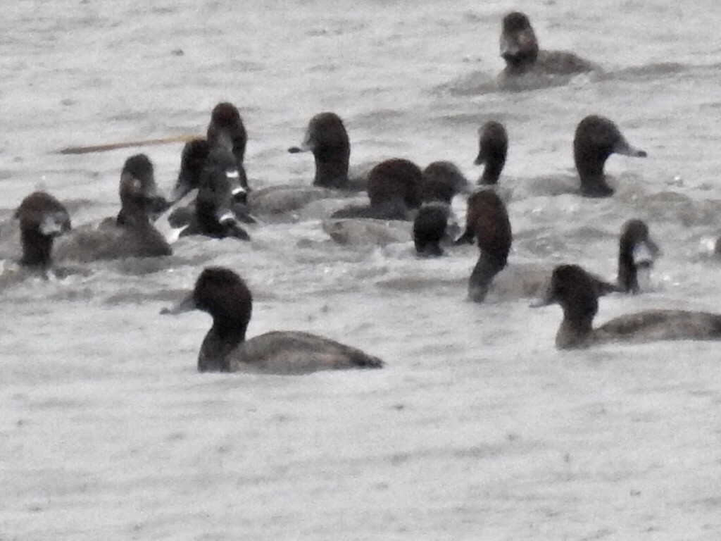 Ring-necked Duck - Alec Napier