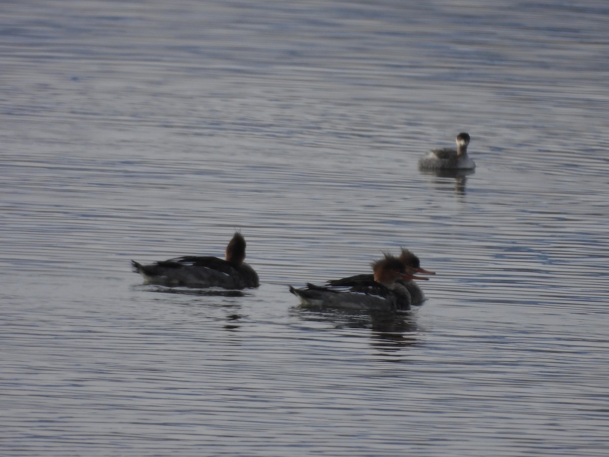 Red-breasted Merganser - ML611027104