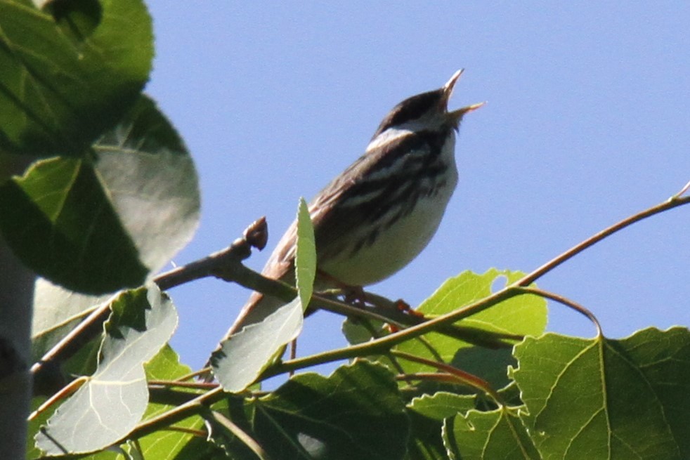 Blackpoll Warbler - ML61102711