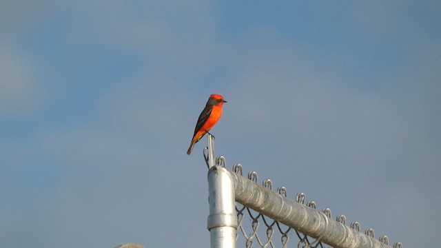 Vermilion Flycatcher - ML611027139