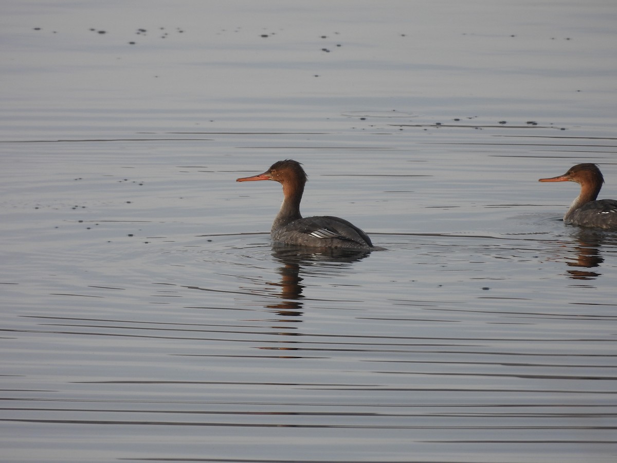 Red-breasted Merganser - ML611027166