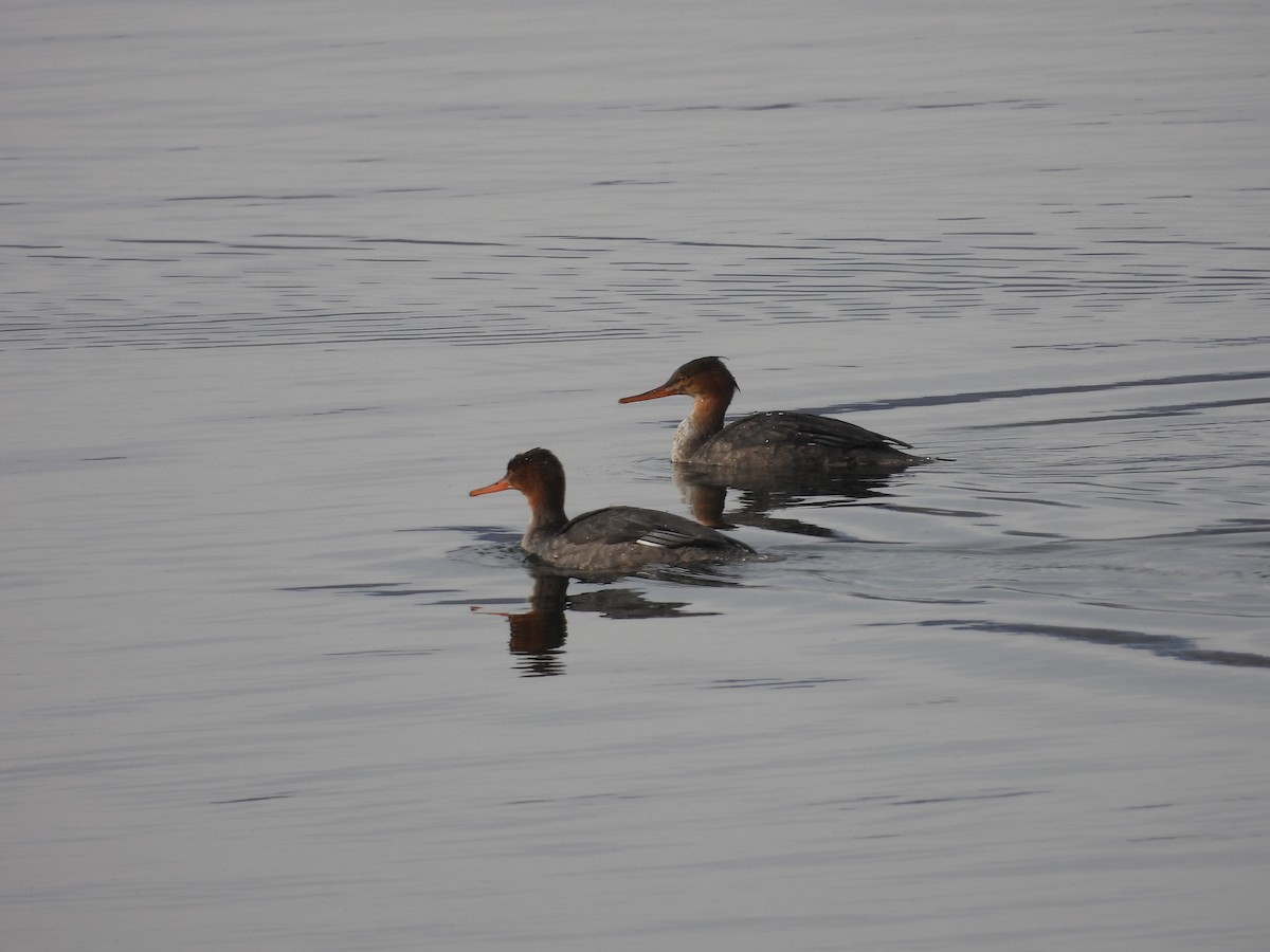 Red-breasted Merganser - ML611027169